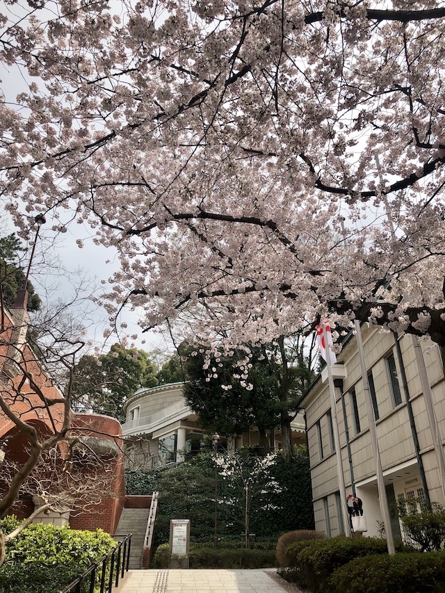 神奈川近代文学館前の桜