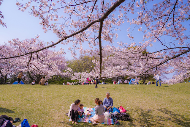 本牧山頂公園の桜