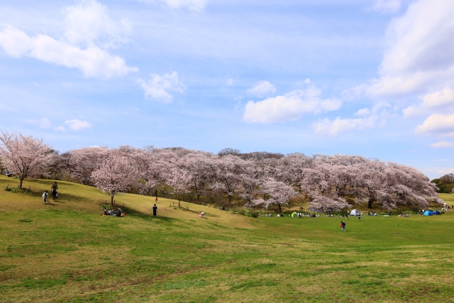 根岸森林公園の桜