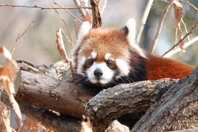 野毛山動物園のレッサーパンダ