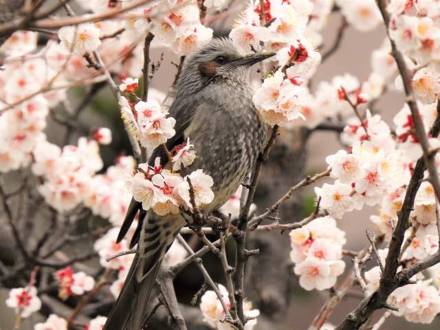 ヒヨドリと野毛山の桜