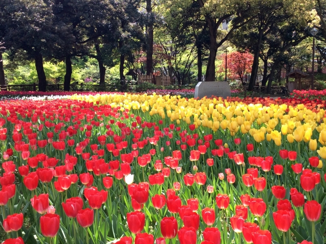 横浜公園のチューリップ