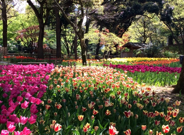 横浜公園のチューリップ