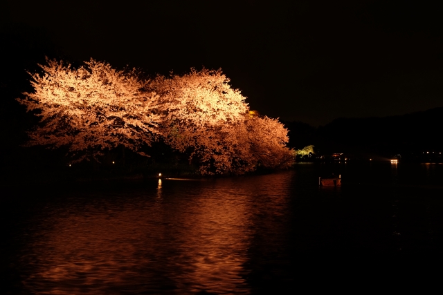 三溪園ライトアップされた夜桜