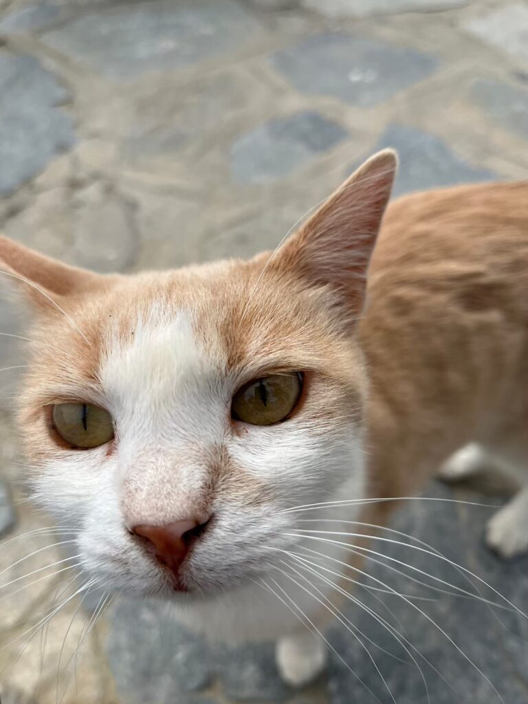ミコノス島の猫