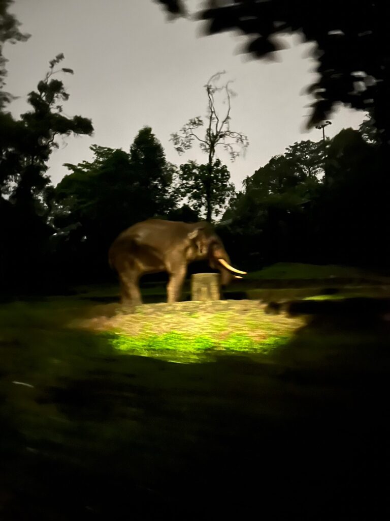 シンガポールのナイトサファリで見たゾウ