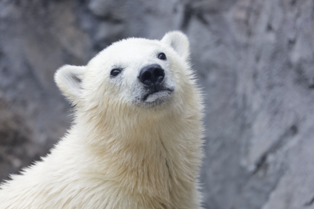旭山動物園のシロクマのイメージ