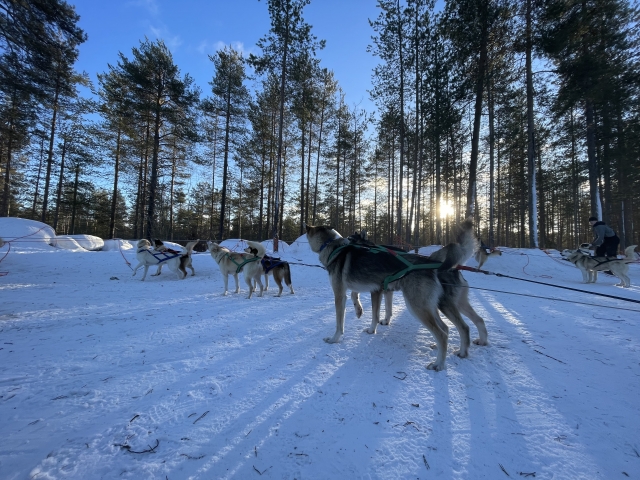 犬ぞりをひくハスキー犬