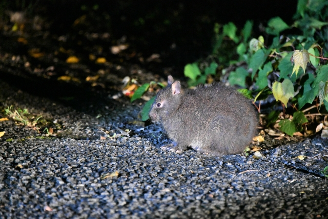 奄美大島のナイトツアーで見られるアマミノクロウサギ