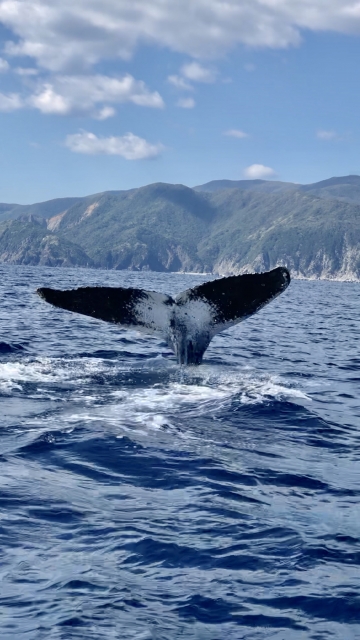 奄美大島でのホエールウォッチング