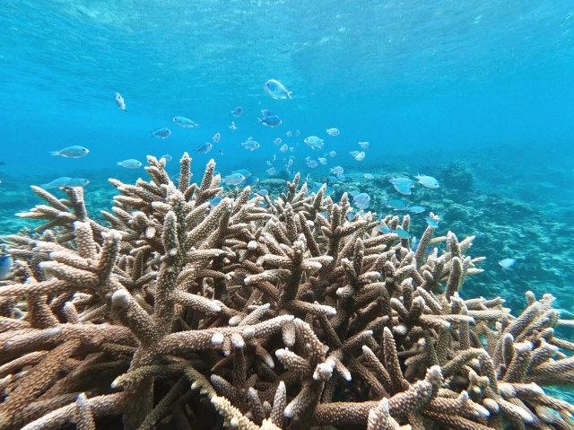 奄美大島の海の中