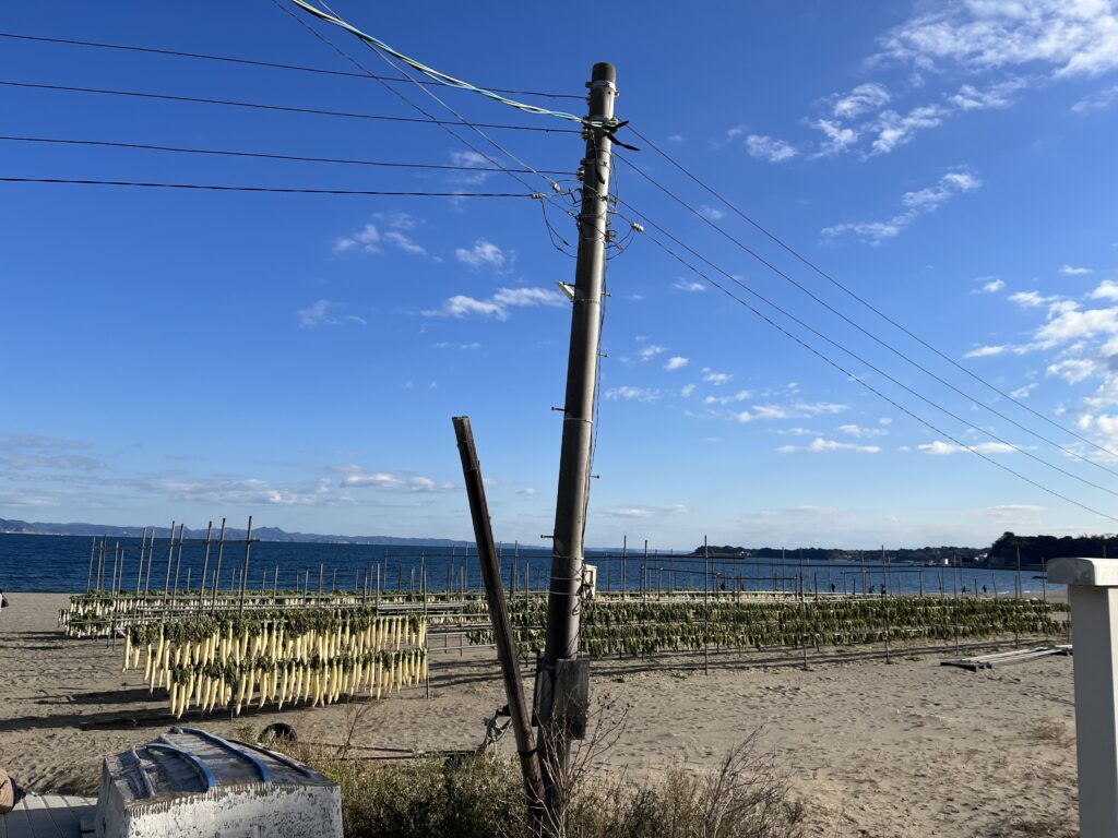 三浦半島の海岸に干されていた大根