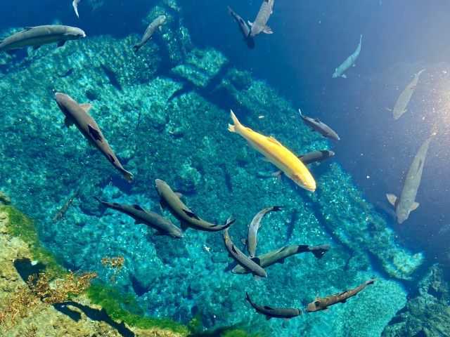 忍野八海の透き通った池