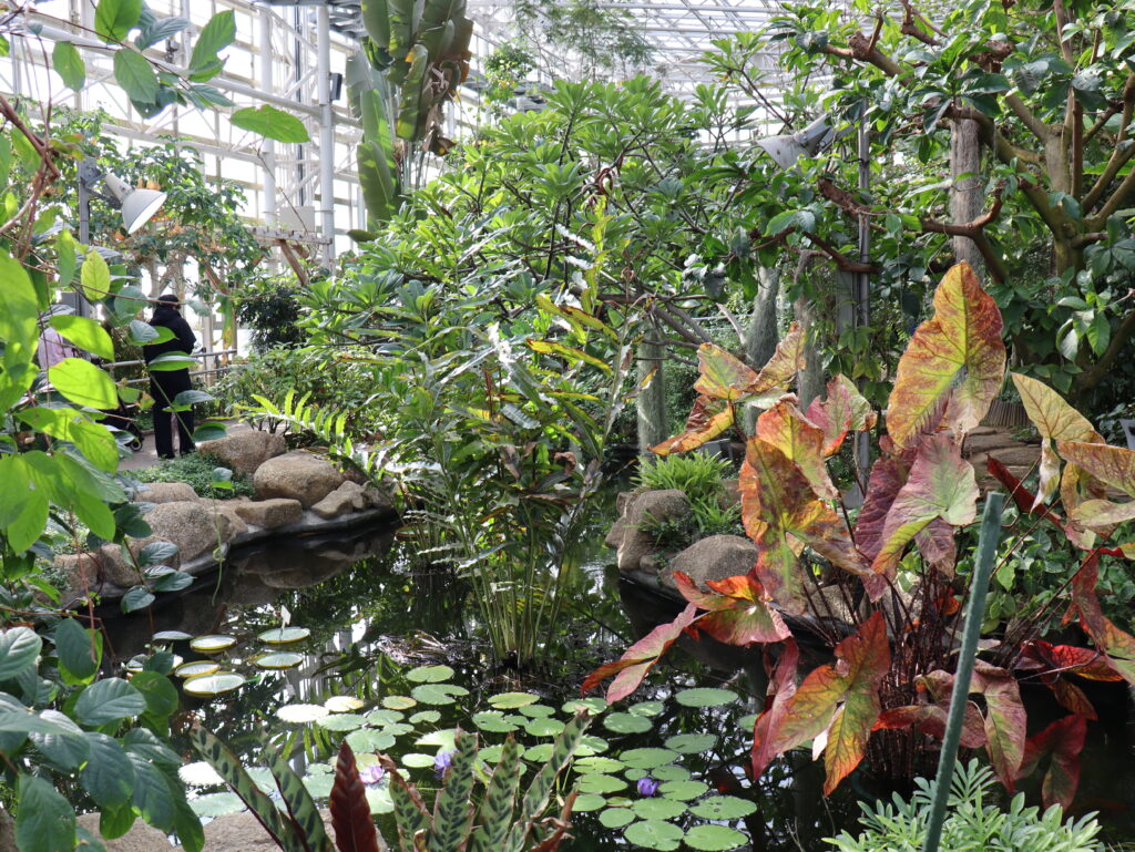 神代植物公園の温室