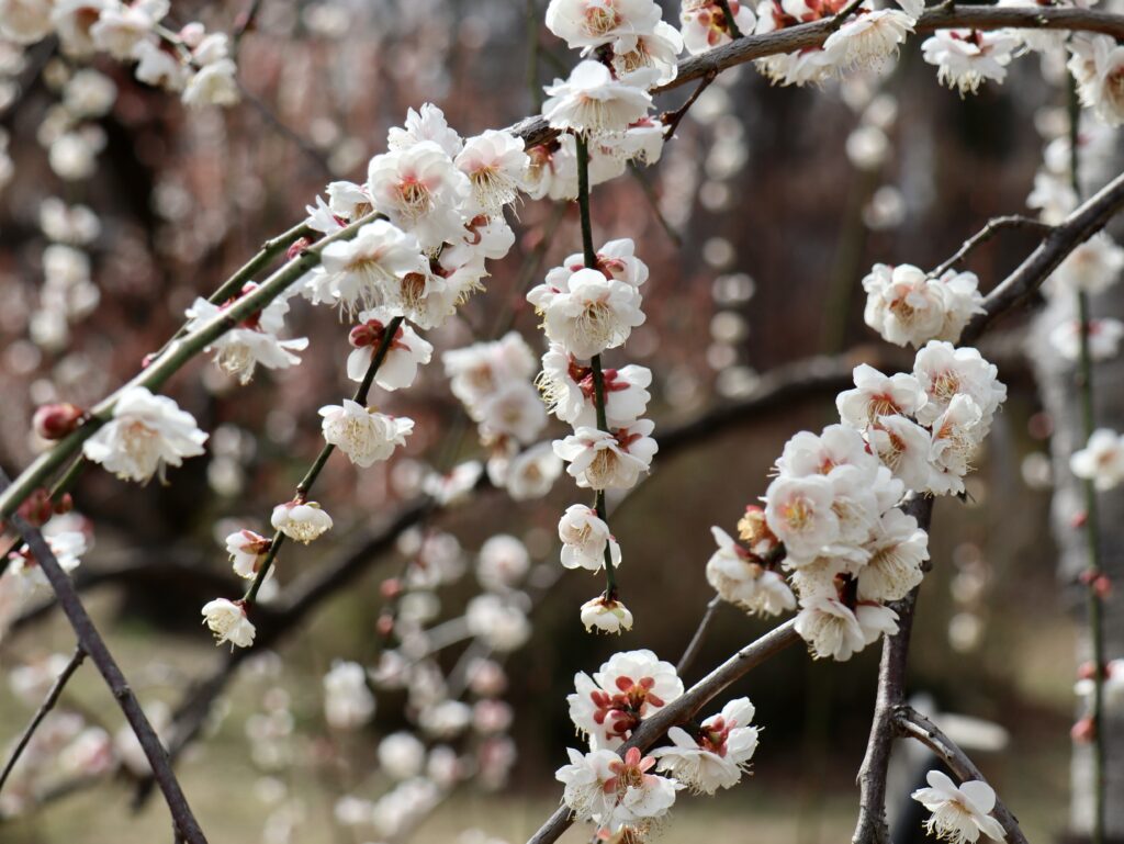 神代植物公園の梅