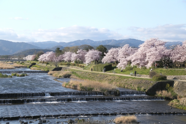 鴨川の桜