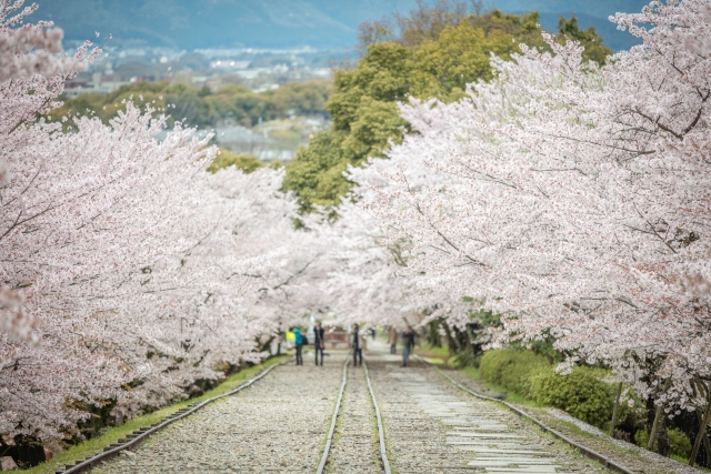 蹴上インクラインの桜