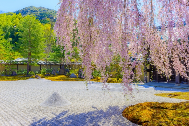 高台寺の枯山水と枝垂れ桜