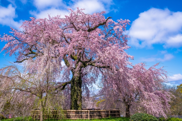 円山公園の桜