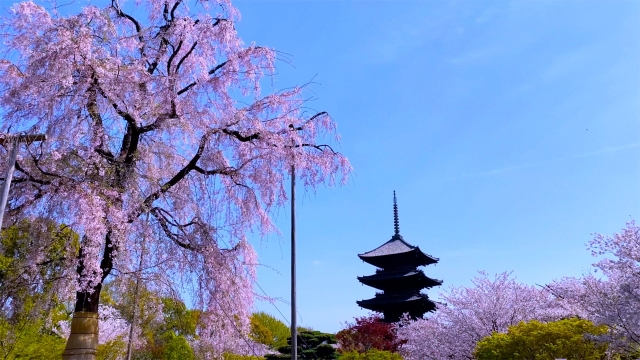 東寺の桜