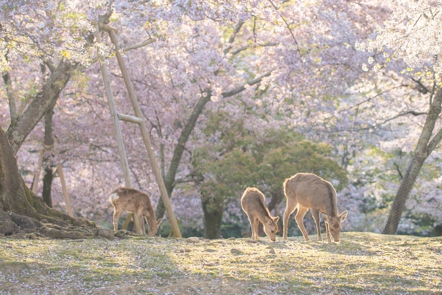 奈良公園の桜と鹿