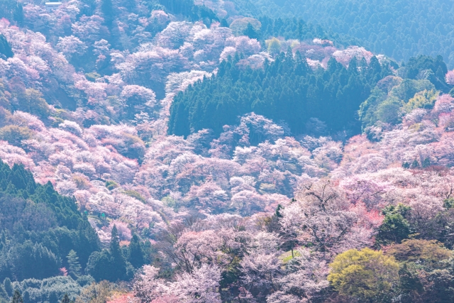 奈良・吉野山の桜