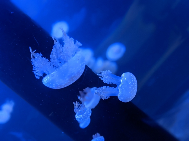 新潟市水族館 マリンピア日本海