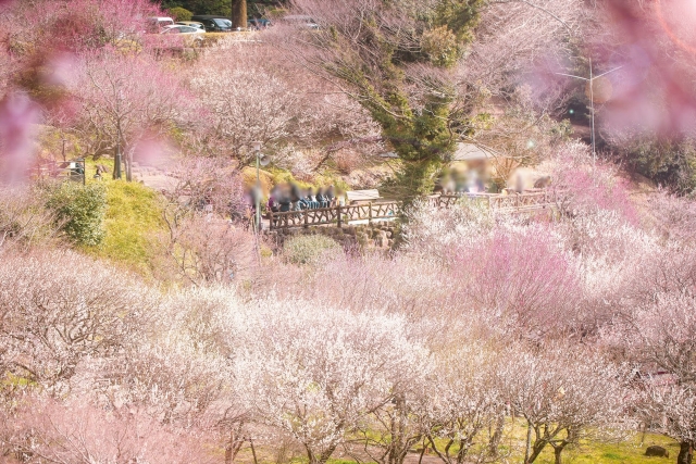 熱海梅園