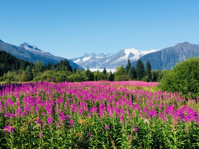 アラスカの花畑