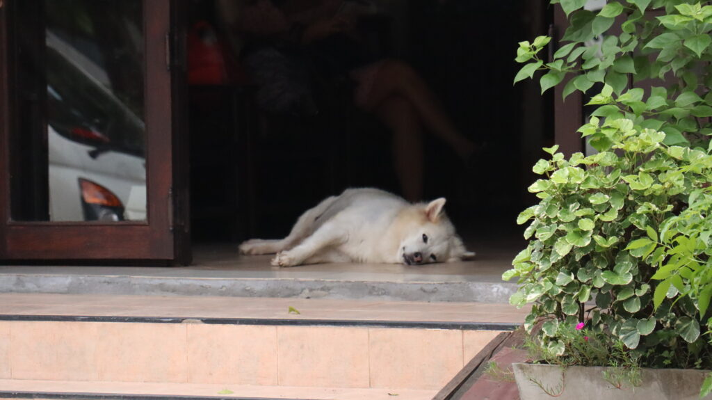 ルアンパバーンの犬