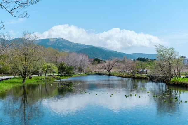 箱根湿生花園