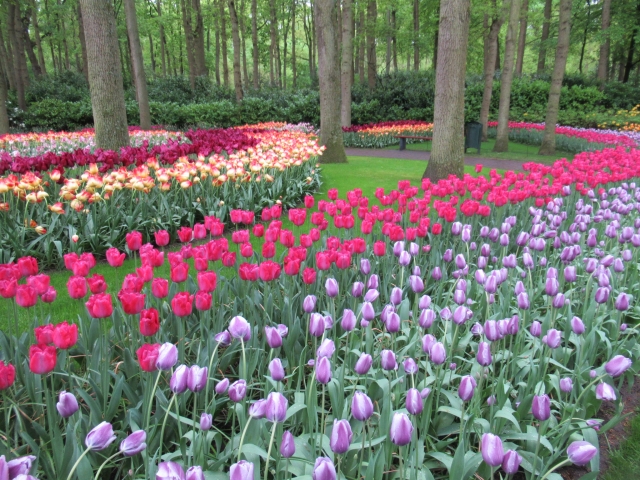 キューケンホフ公園のチューリップ