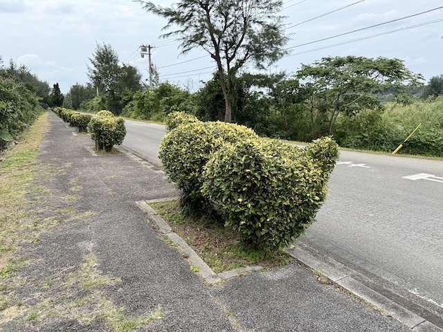 西表島で見たイリオモテヤマネコの形の木