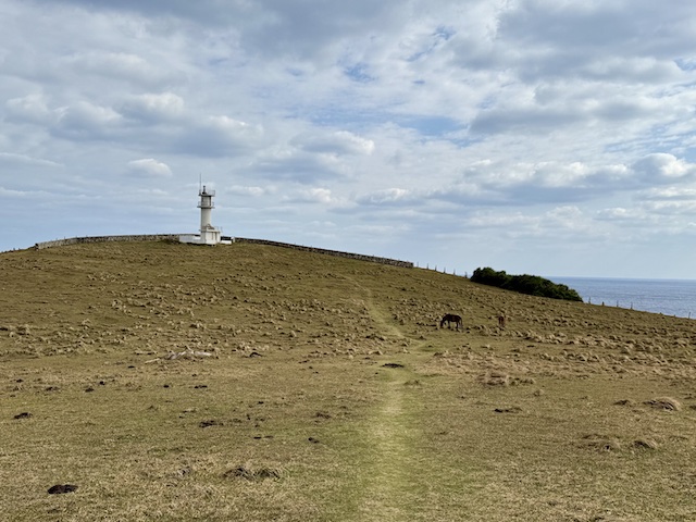 与那国島東崎の馬